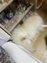 PURITY - ほたるの女の子ブログ画像