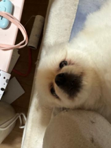 PURITY - ほたるの女の子ブログ画像