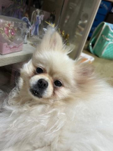 PURITY - ほたるの女の子ブログ画像