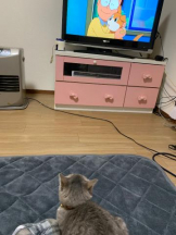 PURITY - ほたるの女の子ブログ画像