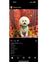 PURITY - ほたるの女の子ブログ画像