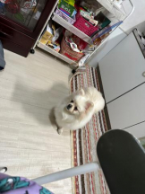 PURITY - ほたるの女の子ブログ画像