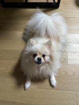 PURITY - ほたるの女の子ブログ画像