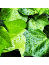 PURITY - ほたるの女の子ブログ画像