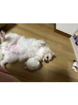 PURITY - ほたるの女の子ブログ画像