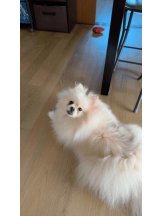 PURITY - ほたるの女の子ブログ画像