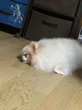 PURITY - ほたるの女の子ブログ画像