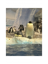 PURITY - ほたるの女の子ブログ画像