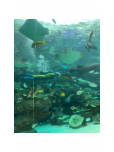 PURITY - ほたるの女の子ブログ画像