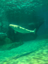 PURITY - ほたるの女の子ブログ画像