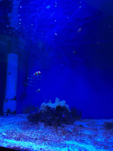 PURITY - ほたるの女の子ブログ画像