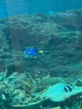 PURITY - ほたるの女の子ブログ画像