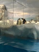 PURITY - ほたるの女の子ブログ画像