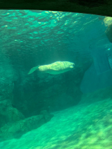 PURITY - ほたるの女の子ブログ画像