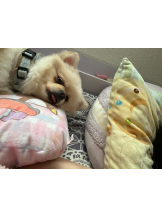 PURITY - ほたるの女の子ブログ画像