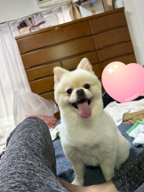 PURITY - ほたるの女の子ブログ画像