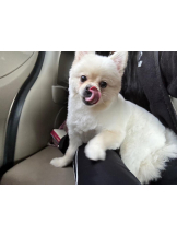 PURITY - ほたるの女の子ブログ画像