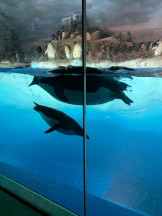 PURITY - ほたるの女の子ブログ画像