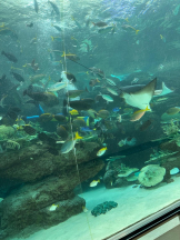 PURITY - ほたるの女の子ブログ画像