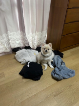 PURITY - ほたるの女の子ブログ画像