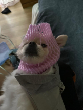 PURITY - ほたるの女の子ブログ画像