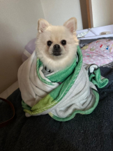 PURITY - ほたるの女の子ブログ画像