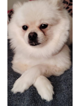 PURITY - ほたるの女の子ブログ画像