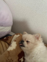 PURITY - ほたるの女の子ブログ画像