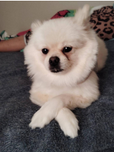 PURITY - ほたるの女の子ブログ画像