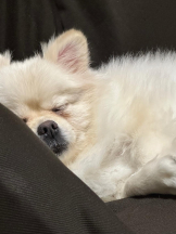 PURITY - ほたるの女の子ブログ画像