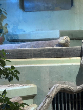 PURITY - ほたるの女の子ブログ画像