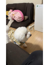 PURITY - ほたるの女の子ブログ画像