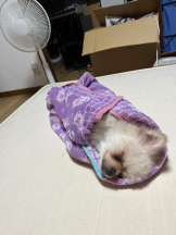 PURITY - ほたるの女の子ブログ画像