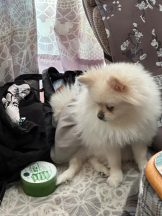 PURITY - ほたるの女の子ブログ画像