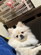 PURITY - ほたるの女の子ブログ画像