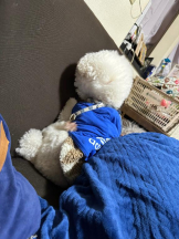 PURITY - ほたるの女の子ブログ画像