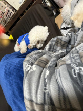 PURITY - ほたるの女の子ブログ画像