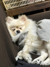 PURITY - ほたるの女の子ブログ画像