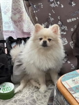 PURITY - ほたるの女の子ブログ画像