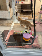 PURITY - ほたるの女の子ブログ画像