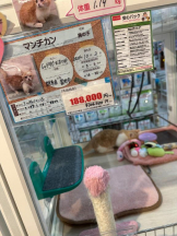 PURITY - ほたるの女の子ブログ画像