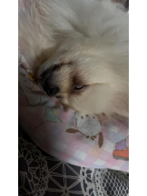 PURITY - ほたるの女の子ブログ画像