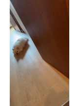 PURITY - ほたるの女の子ブログ画像