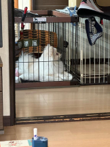 PURITY - ほたるの女の子ブログ画像