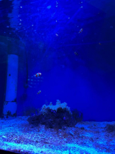 PURITY - ほたるの女の子ブログ画像