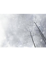 PURITY - ほたるの女の子ブログ画像