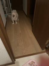 PURITY - ほたるの女の子ブログ画像