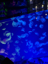 PURITY - ほたるの女の子ブログ画像