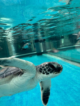 PURITY - ほたるの女の子ブログ画像