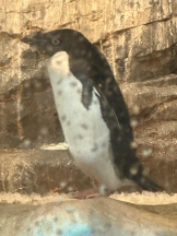 PURITY - ほたるの女の子ブログ画像